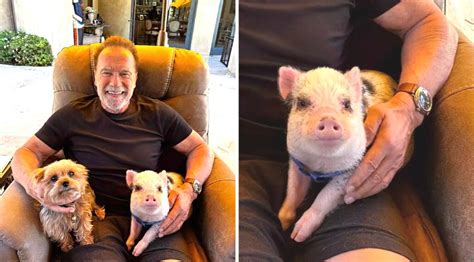 Jul 8, 2023 · Pack on parade: Arnold Schwarzenegger, 75, revealed some gave some members of her four-legged friends the spotlight on Friday as he showed off pet pig Schnelly and dogs Schnitzel and Dutch on ... 